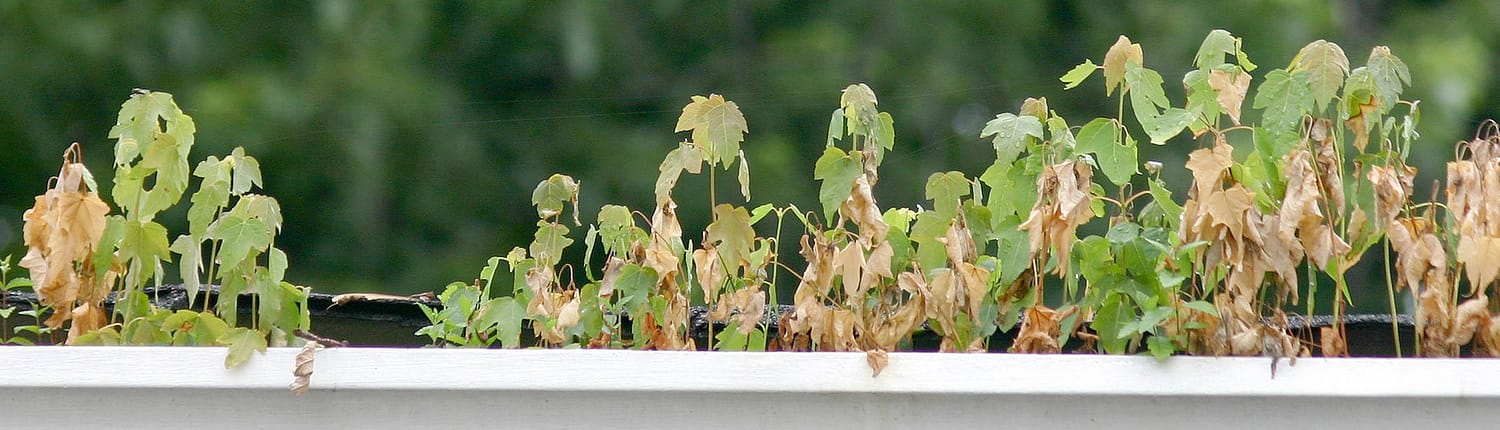 Houston Gutter Cleaning