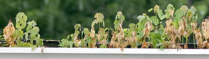 gutter cleaning Cypress